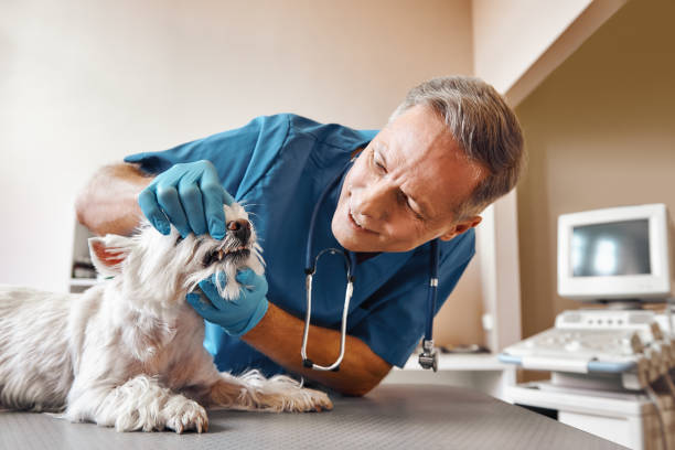 Best Tooth Infection Emergency Dentist  in La Vale, MD